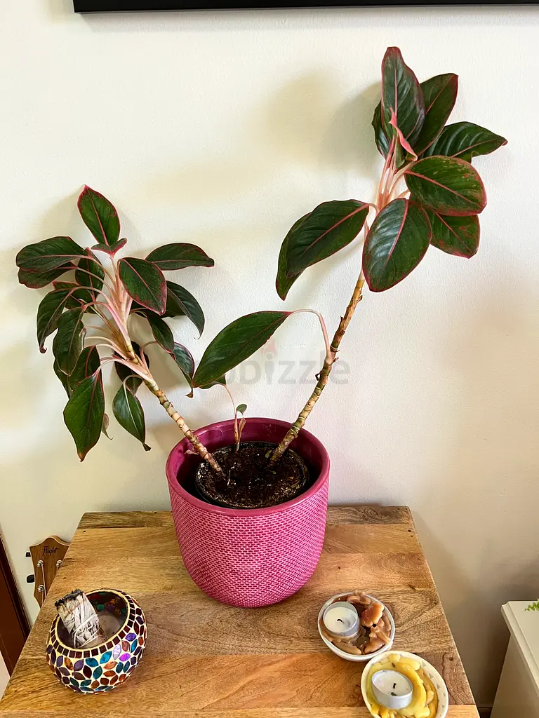 Indoor plants for sale