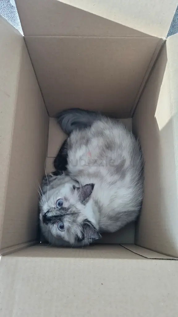 Cat for free adaptation