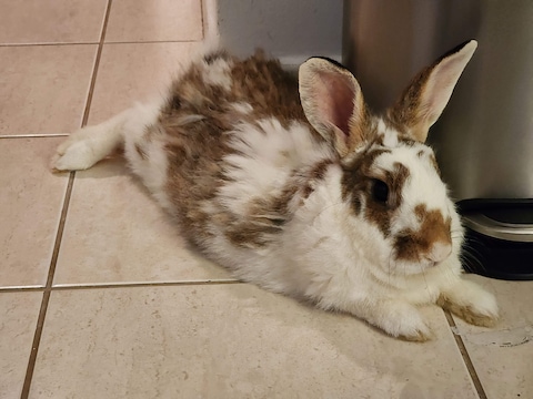 Rabbits & Rodents for adoption in Dubai - Find Rabbits & Rodents online ...