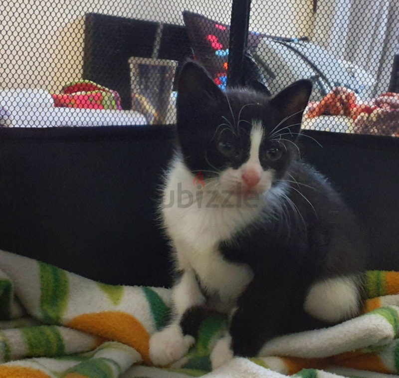 Black and white hot sale kittens for free