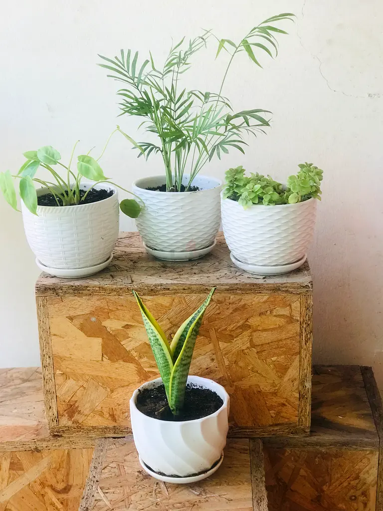 Four indoor plants in ceramic pots