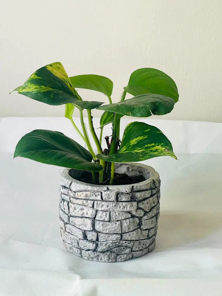 Indoor plant