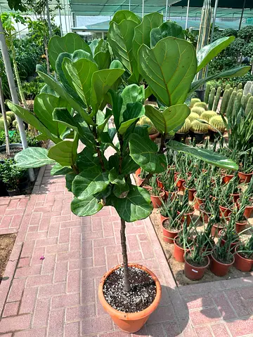 Ficus Lyrata - Fiddle Leaf