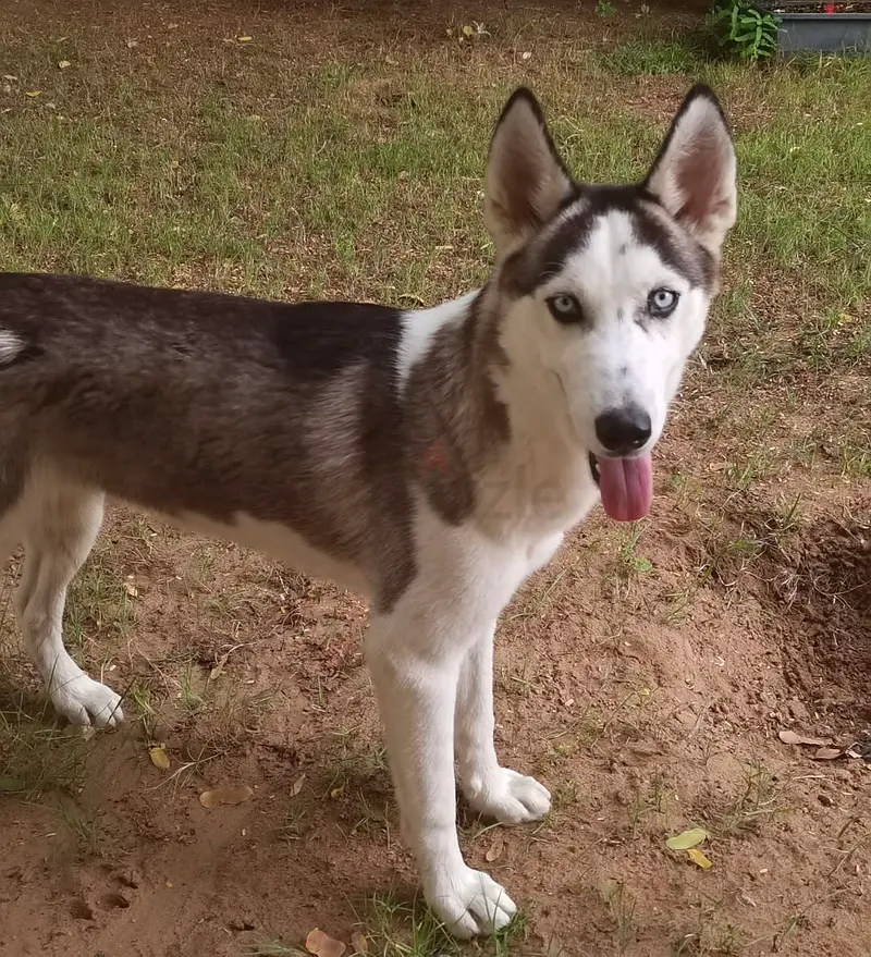 Beautiful huskies for free adoption