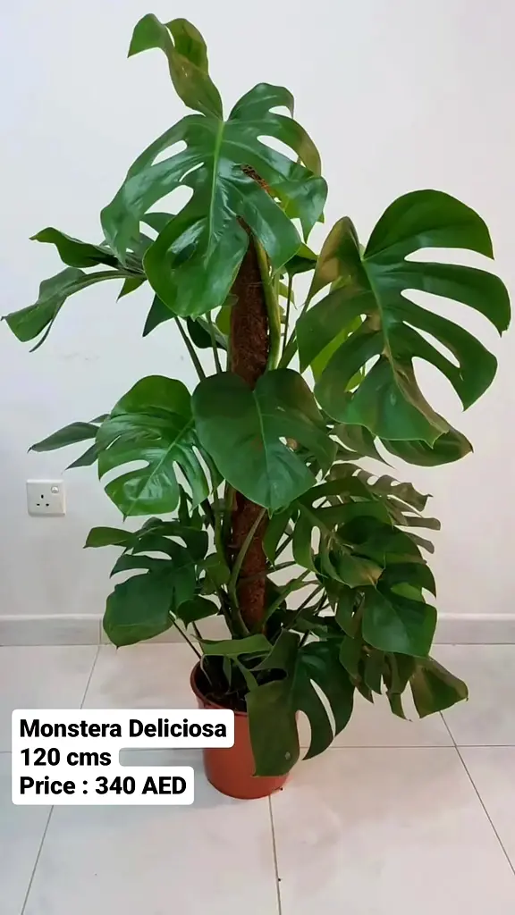 Indoor Plants
