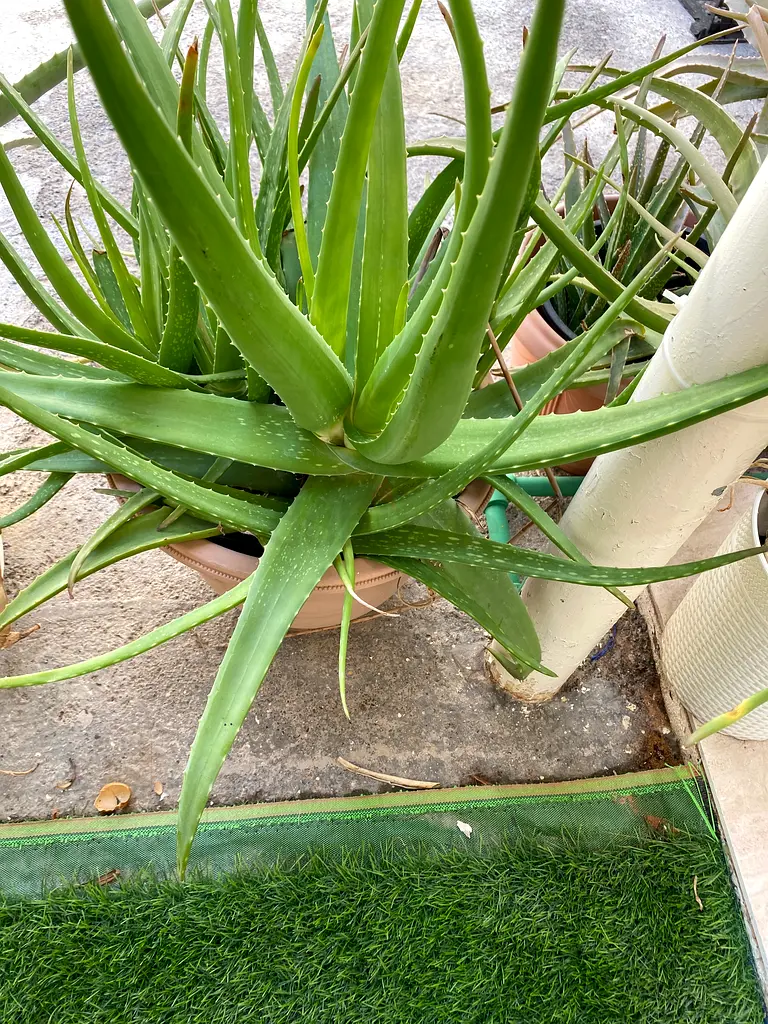 Aloe Vera plants