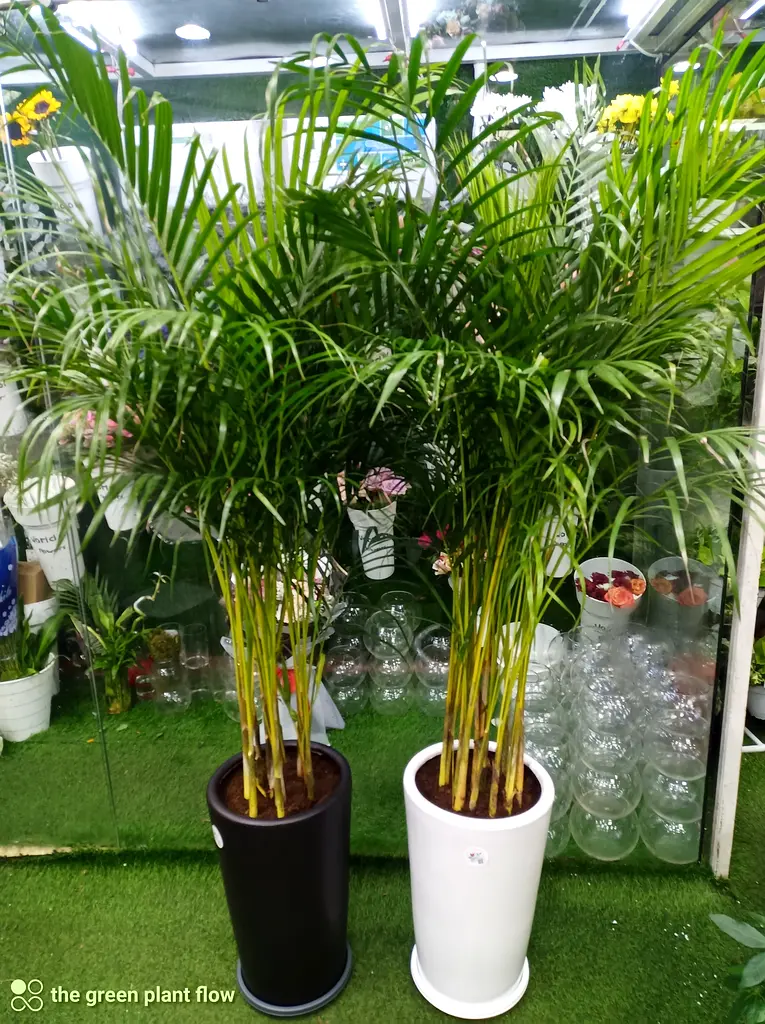 Areca palm indoor plants