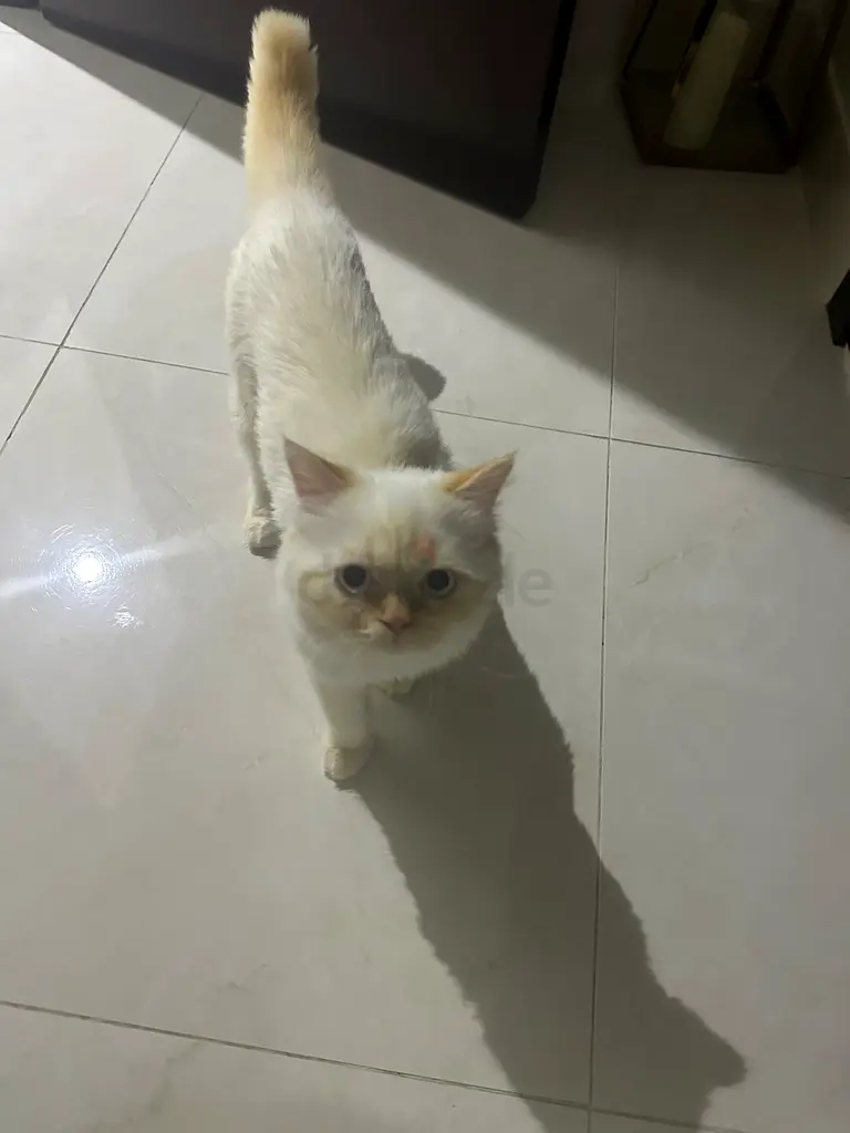 Persian cat