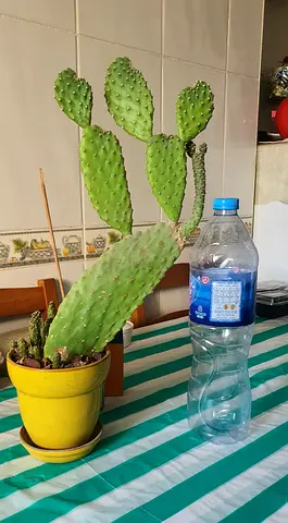 Cactus