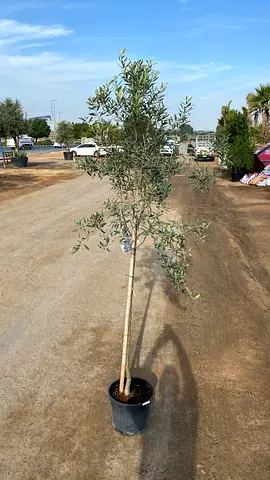 Olive Tree | Spain