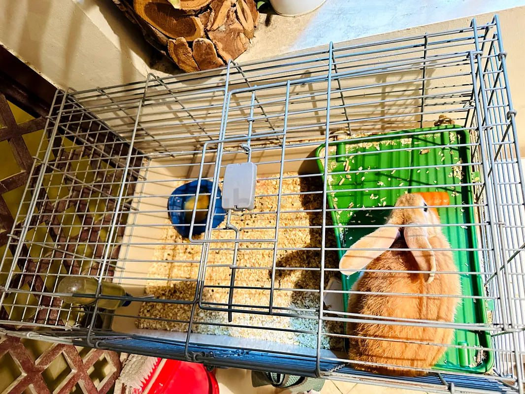 Rabbit cage with hay and accessories دوبيزل