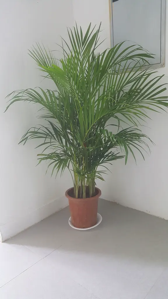 Fresh indoor plant