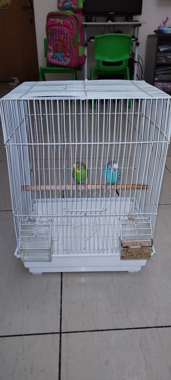 Free Budgies pair | dubizzle