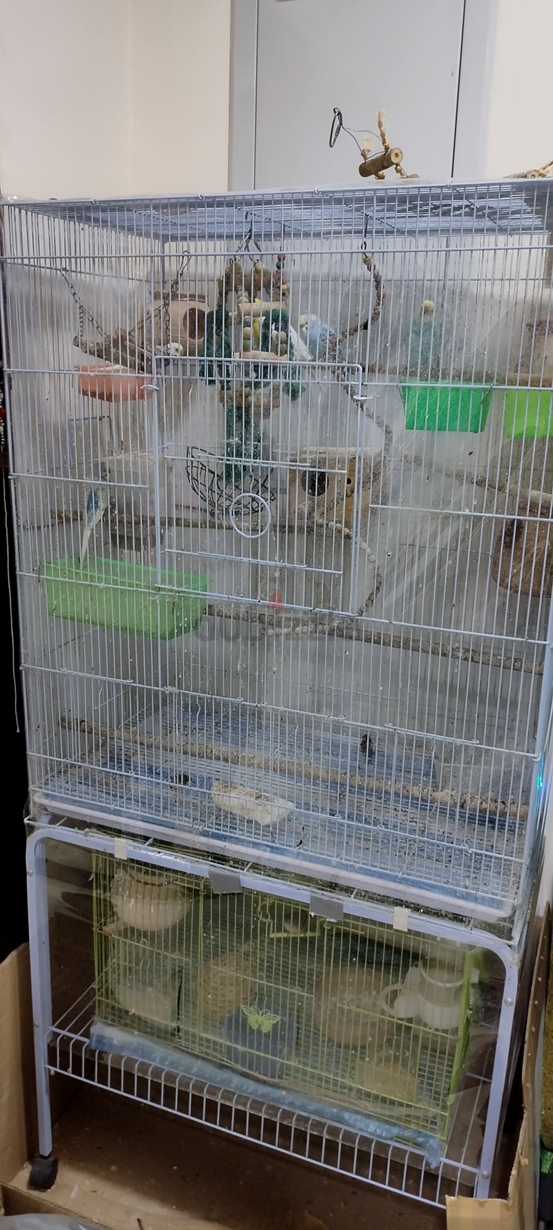 Bird and cage for clearance sale