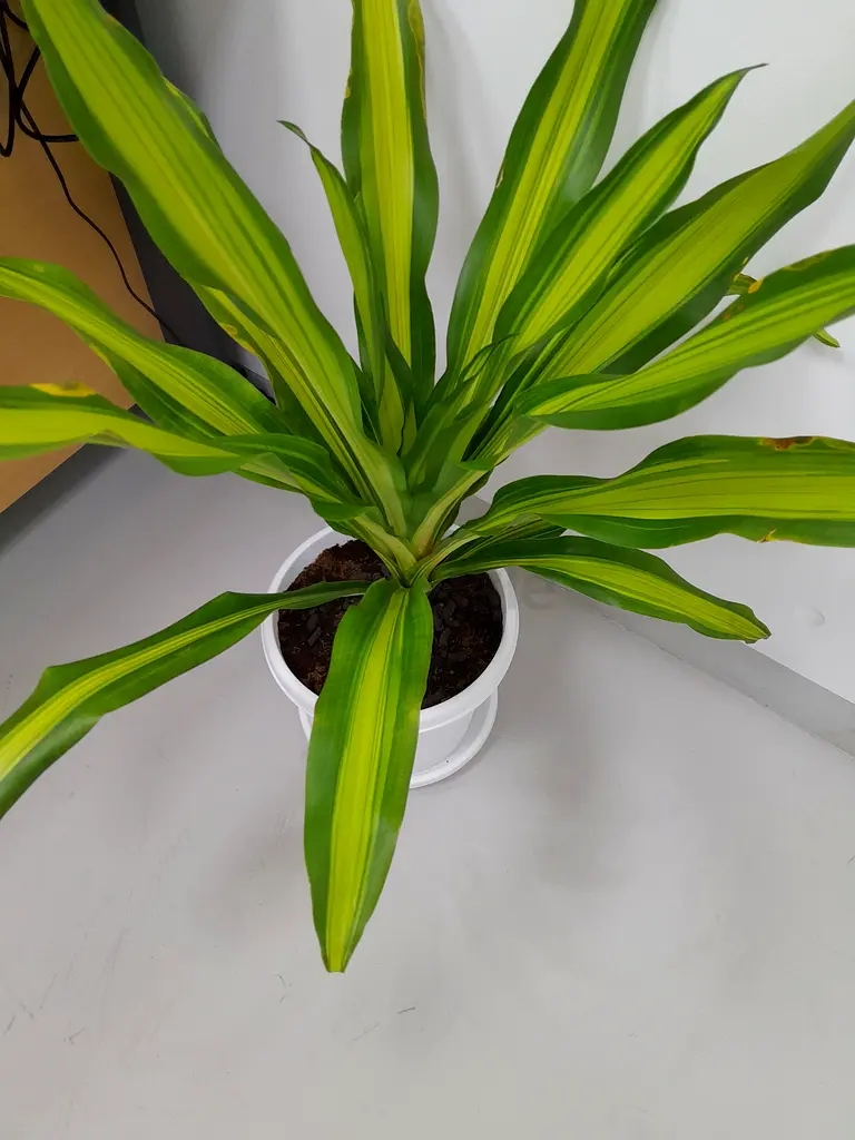 Indoor Plants