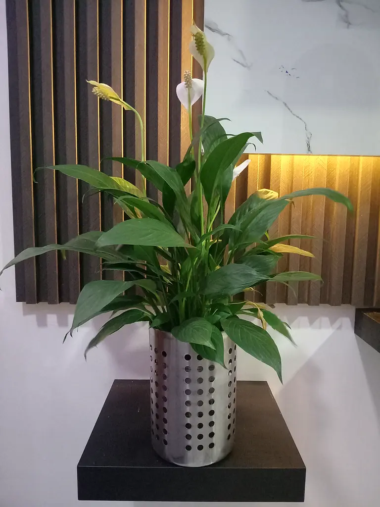 Indoor plants