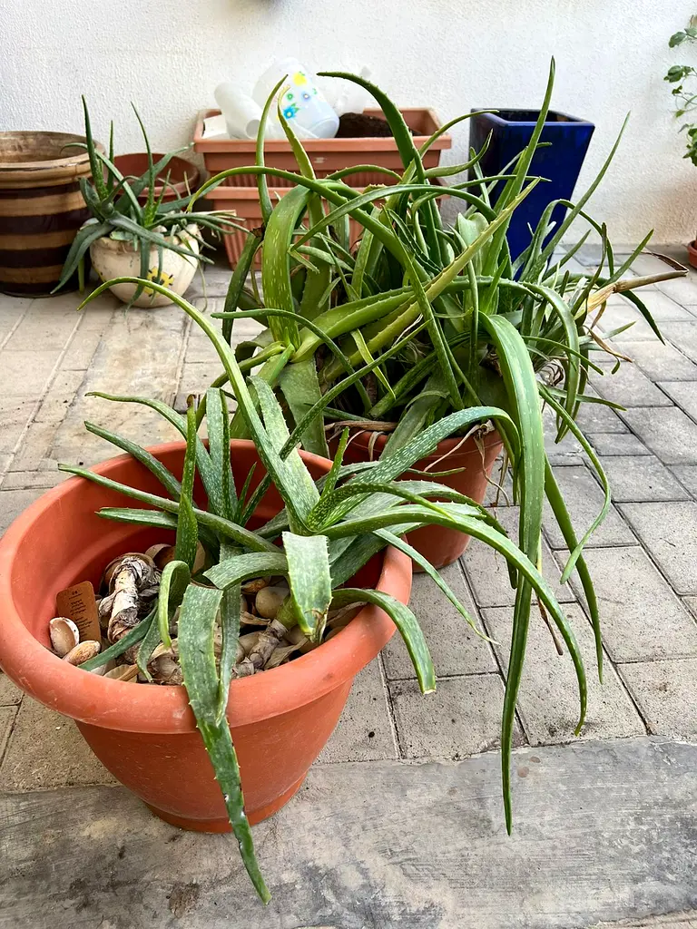 Bougainvillea Aloe Vera Plants