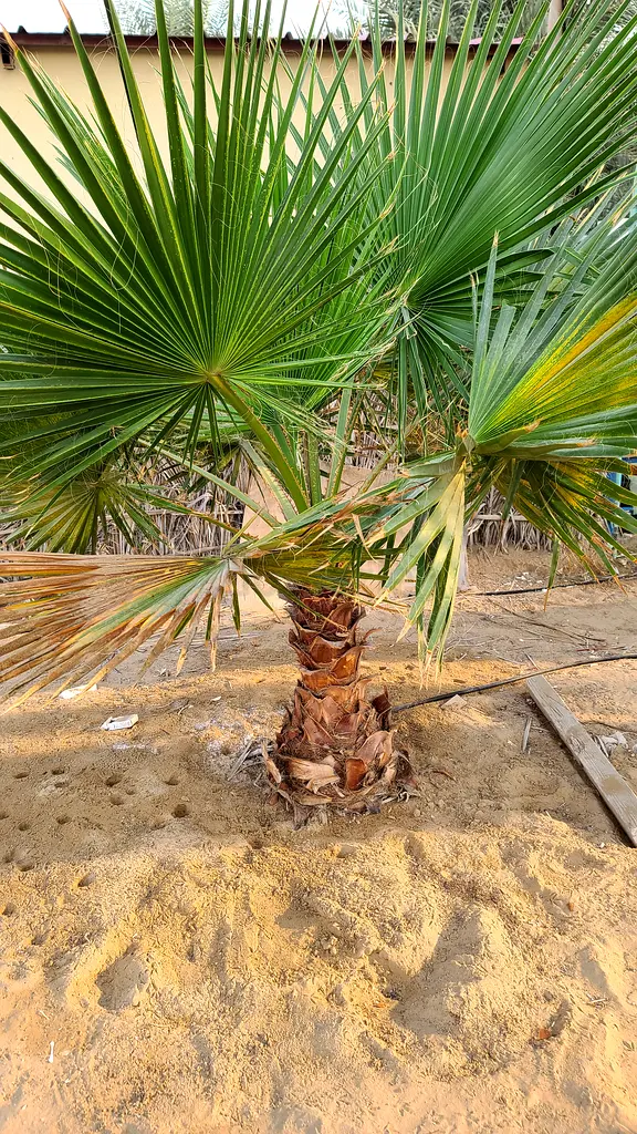 Date palms tree for sale in abu Dubai and Dubai