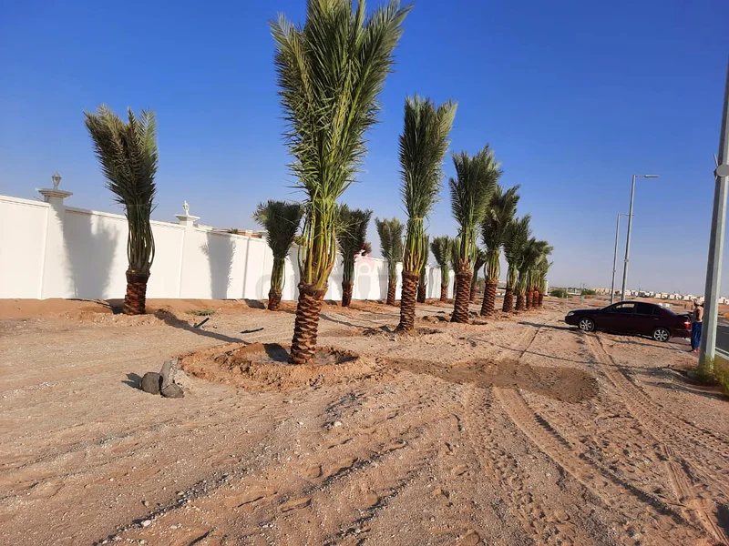 Date palm tree for sale in abu Dubai and Dubai
