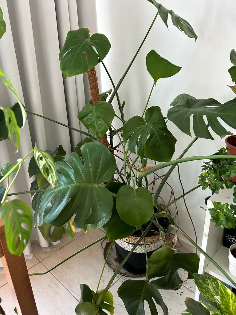 Indoor plant