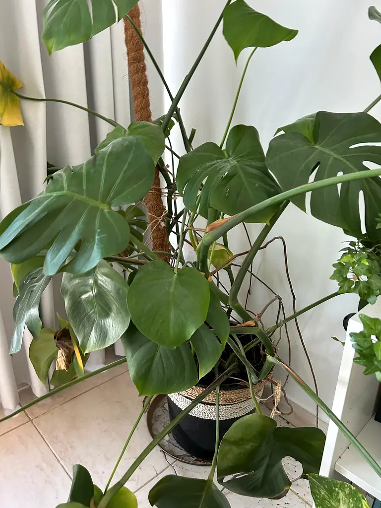 Indoor plant