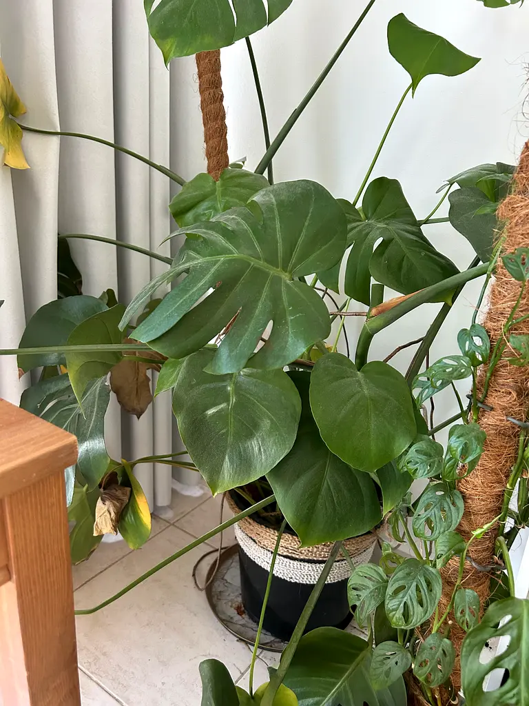 Indoor plant
