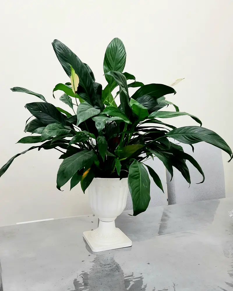 Indoor Plant