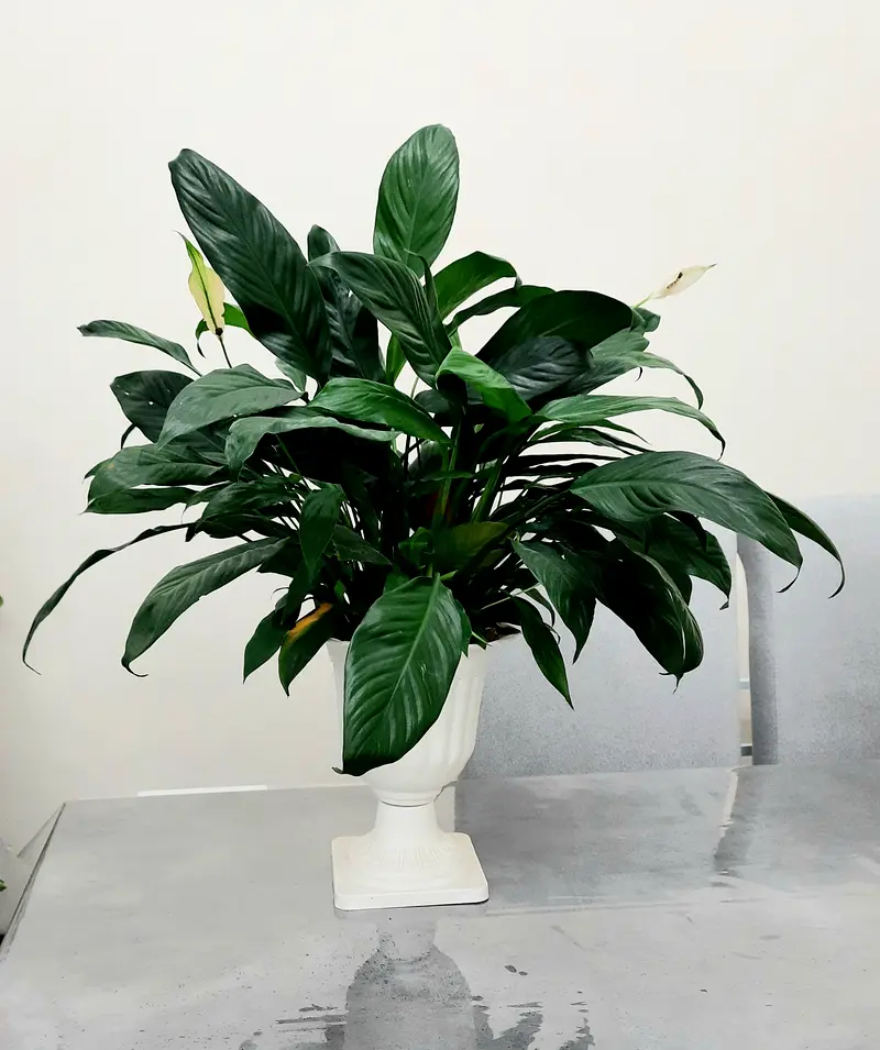 Indoor Plant