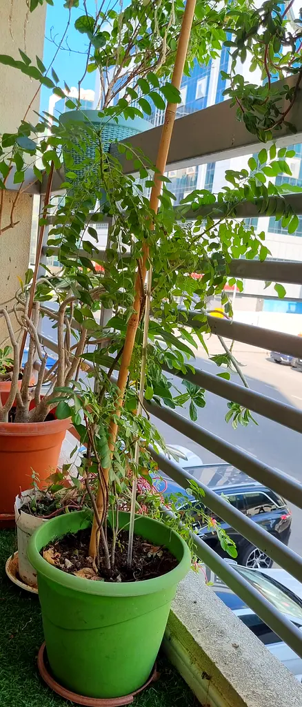 3 Aloe Vera plants 1 carry leaves plant