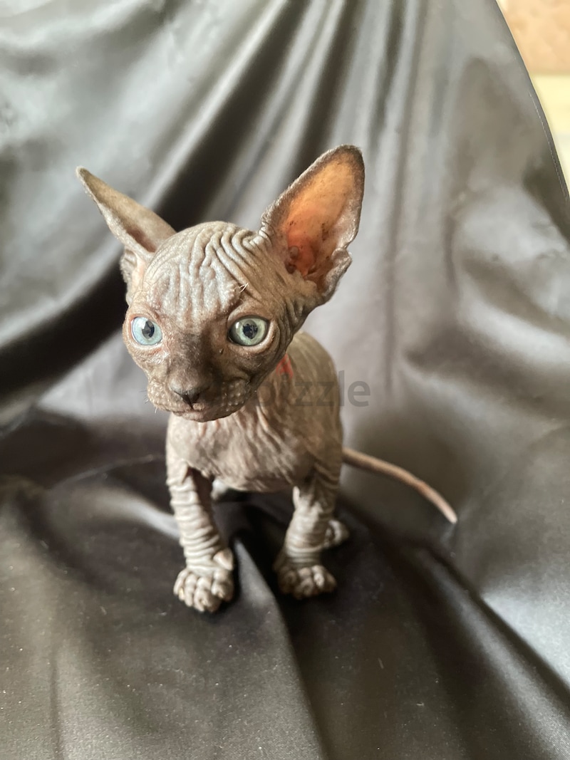 Free sphynx kittens sales for adoption