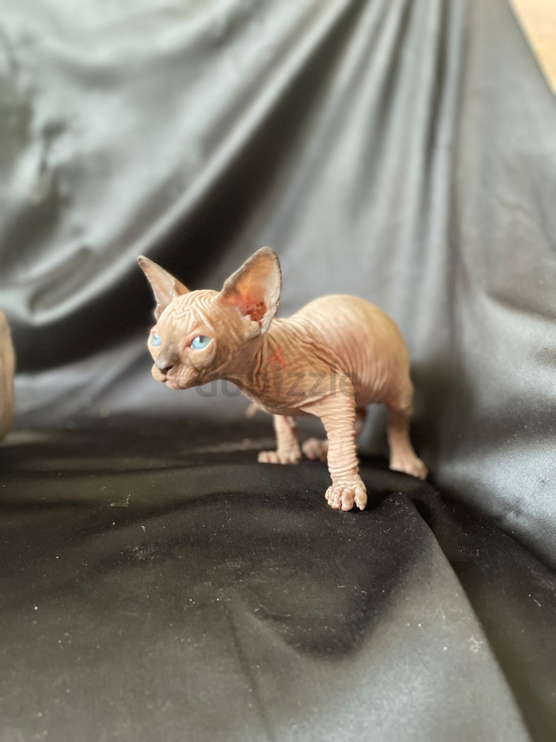 Sphynx cat store kittens for sale