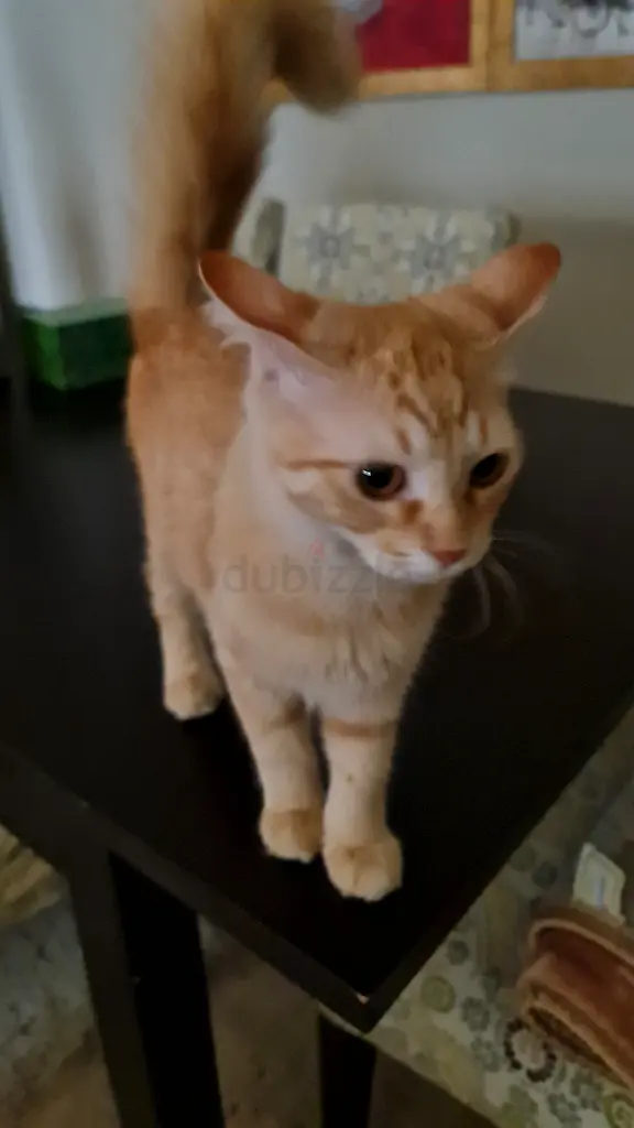 Beautiful CAT for free Adoption Turkish Agora