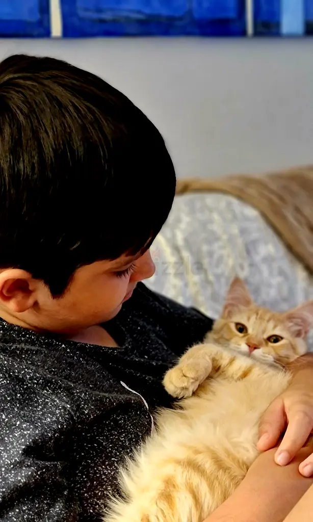 Beautiful CAT for free Adoption Turkish Agora