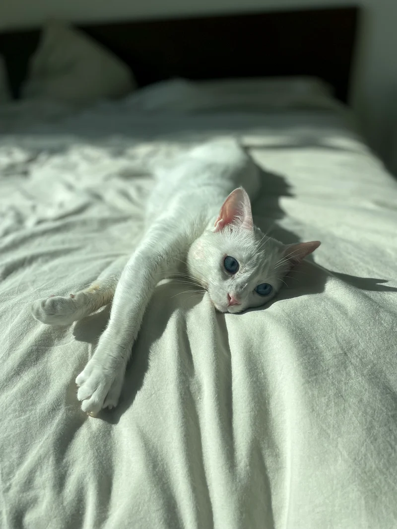 sweet cat looking for a whole