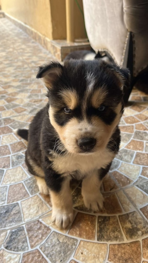 Free small breed sales puppies near me