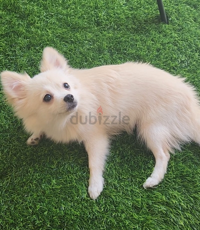 Male pomeranian for store sale