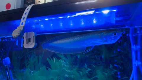 Sell fish hotsell tank online