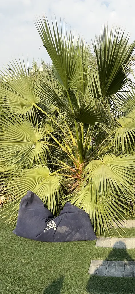 9 Washington Palm Trees for Sale