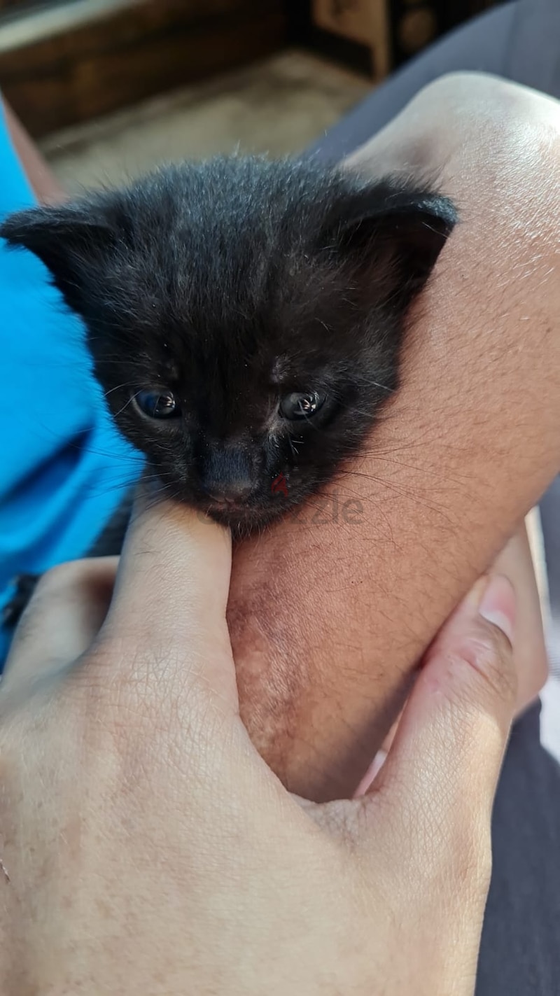 small black kitten for free