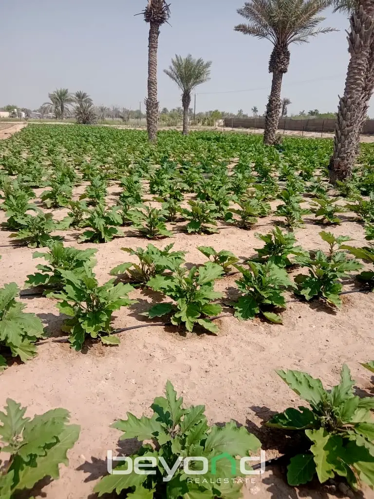 Land BIG FARM ALRAHBA GOOD INVESTMENT Abu Dhabi