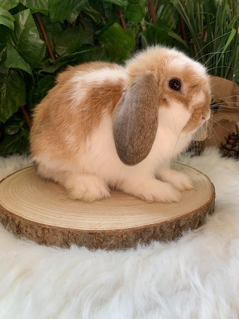 Mini lop bunnies for 2024 adoption