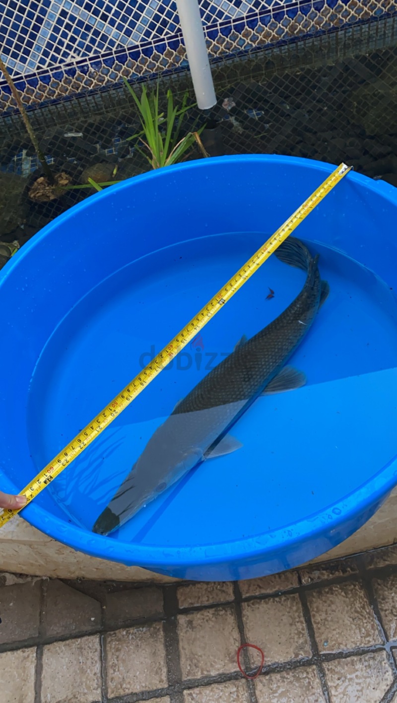 Aligator gar 65cm+/ catfish