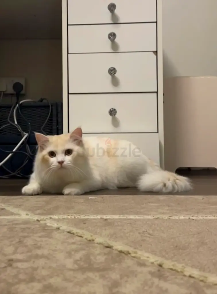 lost pet white cat