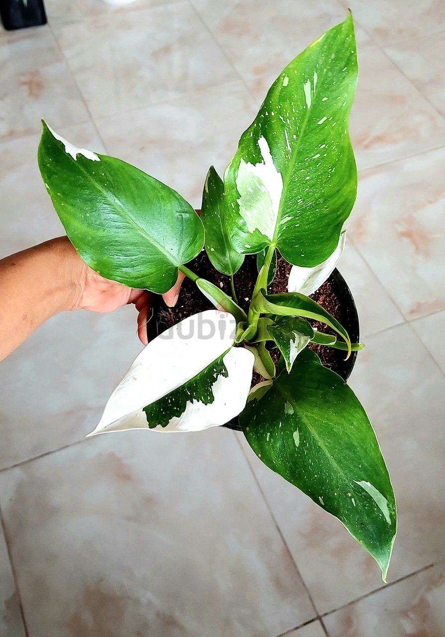 Philodendron White Princess Dubizzle   81d035601469490ea33fedacb9d68894  