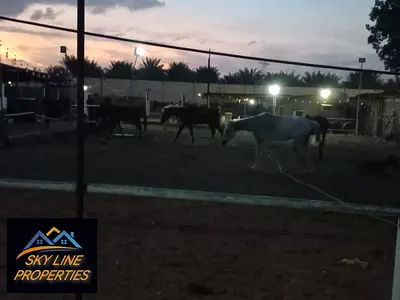 Horse Farm For Monthly Rent In Al Helio Area 1