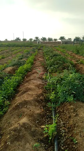 Farm For Sale In A Prime Location In Al Ain Sweihan