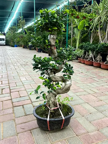 Bonzai S Shape