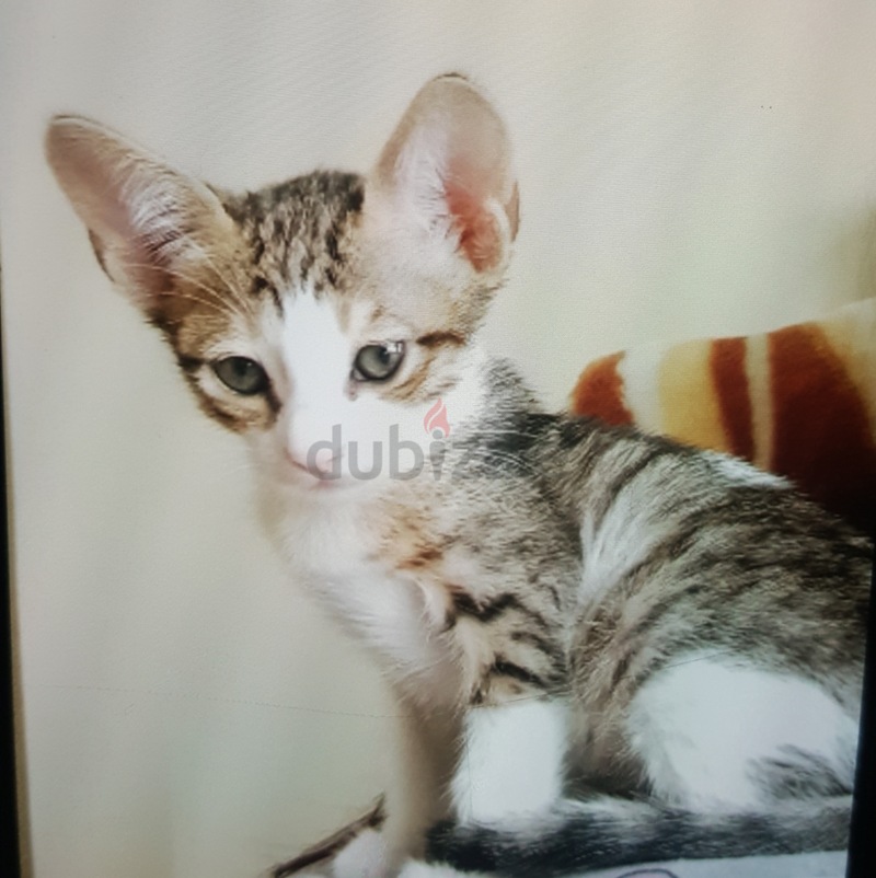 Free sales tabby kittens