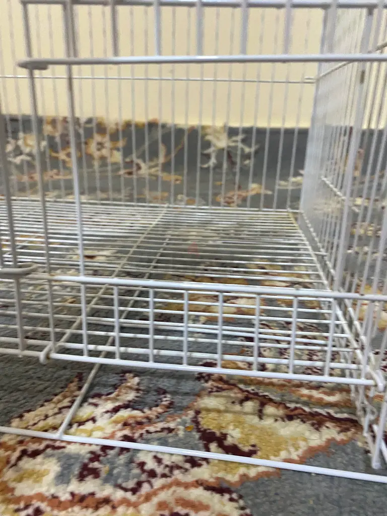 Bird Cage For Sale