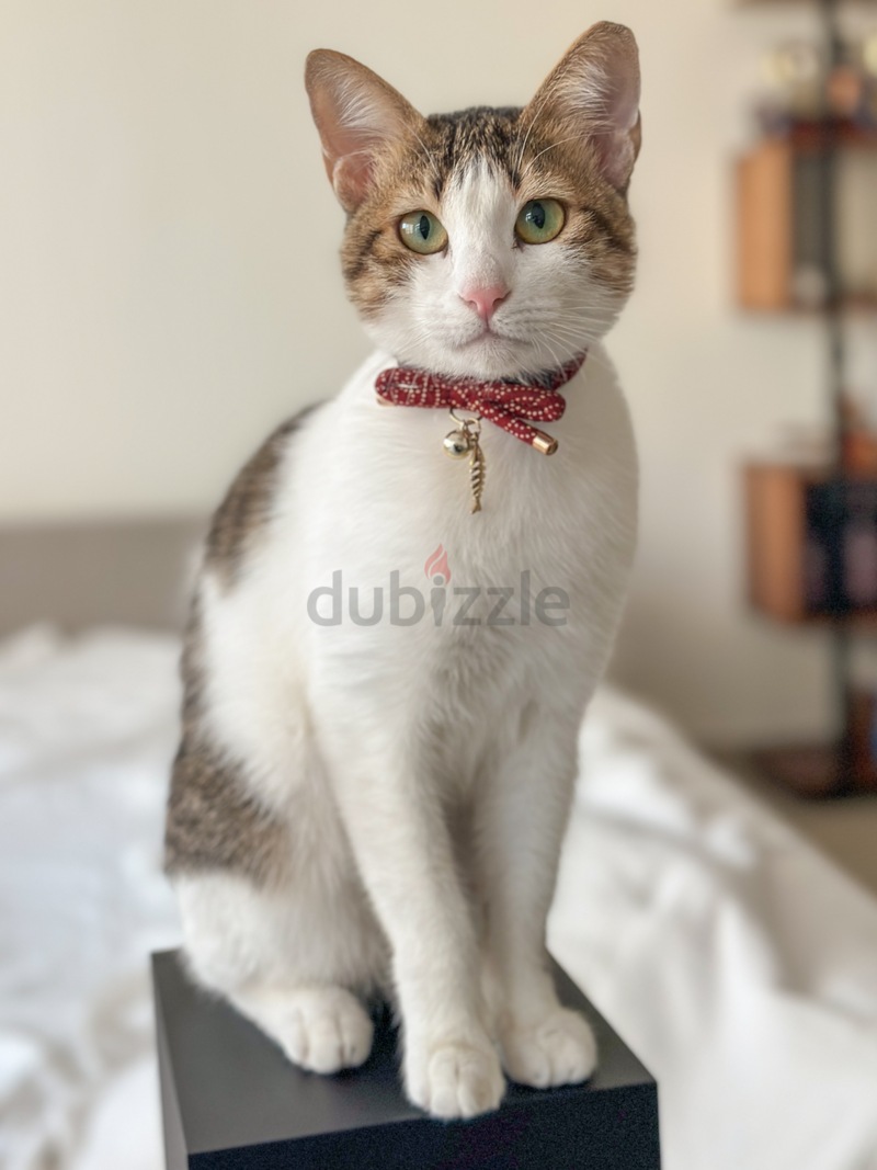 Cats for clearance adoption dubizzle